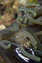 Two in one.... Casio exilim by Andrew Macleod 
